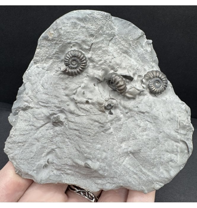 Lower Jurassic, Lower Lias Ammonite Cluster from Robin Hoods’s Bay, North Yorkshire, England (SKU A4613):- Promicroceras precompressum