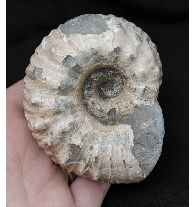 Lower Jurassic, Lower Lias Ammonite from Blockley, Gloucestershire, England (SKU A2066):- Liparoceras kilbiense