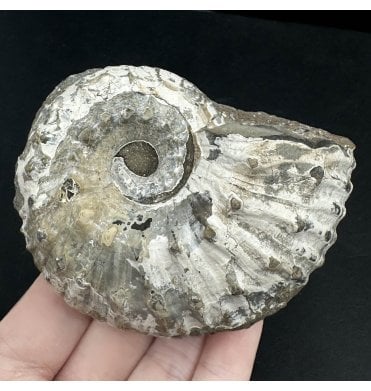 Lower Jurassic, Lower Lias Ammonite from Blockley, Gloucestershire, England (SKU A3466):- Liparoceras substriatum