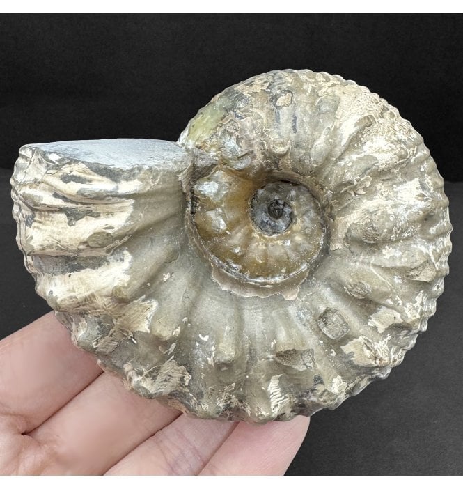 Lower Jurassic, Lower Lias Ammonite from Blockley, Gloucestershire, England (SKU A4411):- Liparoceras cf. kilsbiense