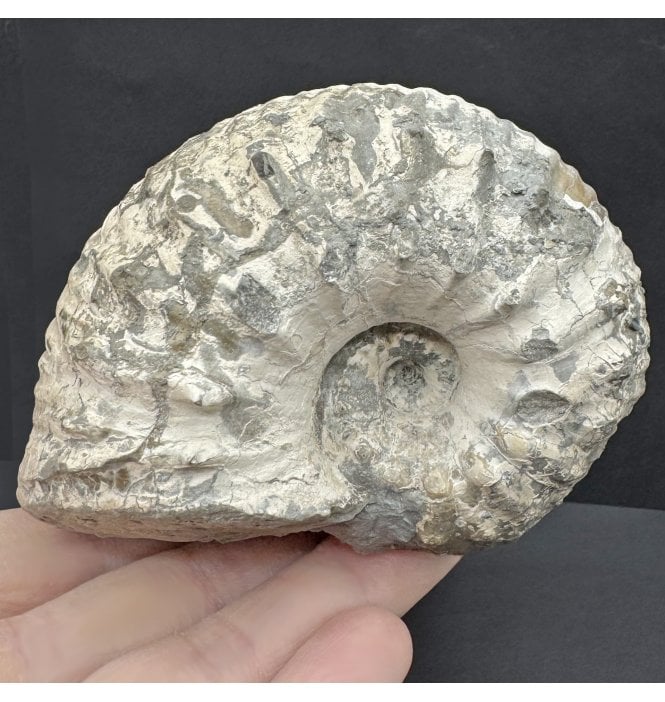 Lower Jurassic, Lower Lias Ammonite from Blockley, Gloucestershire, England (SKU A4504):- Liparoceras cheltiense