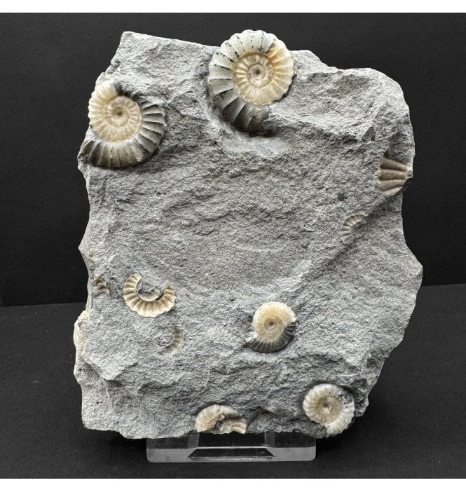 Lower Jurassic, Lower Lias Ammonite from Lyme Regis, Dorset, England (SKU A4798):- Promicroceras planicosta