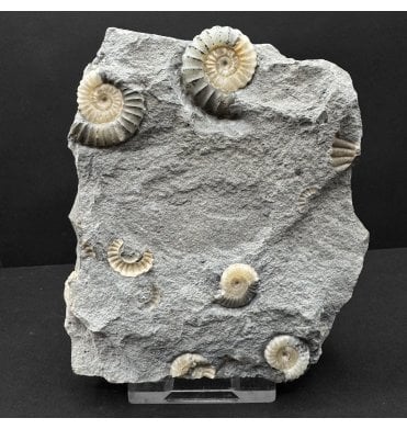 Lower Jurassic, Lower Lias Ammonite from Lyme Regis, Dorset, England (SKU A4798):- Promicroceras planicosta