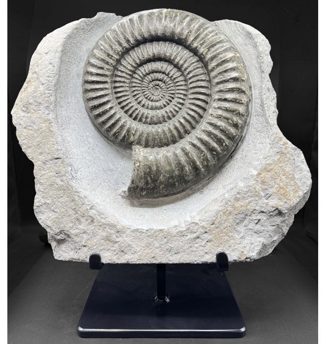 Lower Jurassic, Lower Lias Ammonite from Monmouth Beach, Lyme Regis, Dorset, England (SKU A5060):- Coroniceras (Metophioceras) conybeari