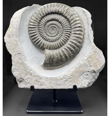Lower Jurassic, Lower Lias Ammonite from Monmouth Beach, Lyme Regis, Dorset, England (SKU A5060):- Coroniceras (Metophioceras) conybeari