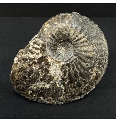 Lower Jurassic, Lower Lias Ammonite from North Yorkshire, England (SKU A4945):- Amaltheus  stokesi