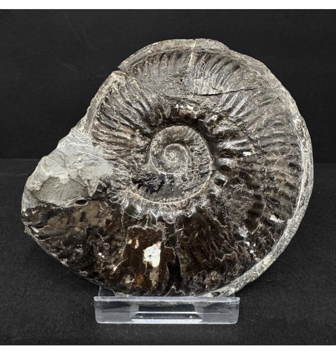 Lower Jurassic, Lower Lias Ammonite from Ravenscar, North Yorkshire, England (SKU A4921):- Phlyseogrammoceras dispansum