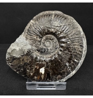 Lower Jurassic, Lower Lias Ammonite from Ravenscar, North Yorkshire, England (SKU A4921):- Phlyseogrammoceras dispansum