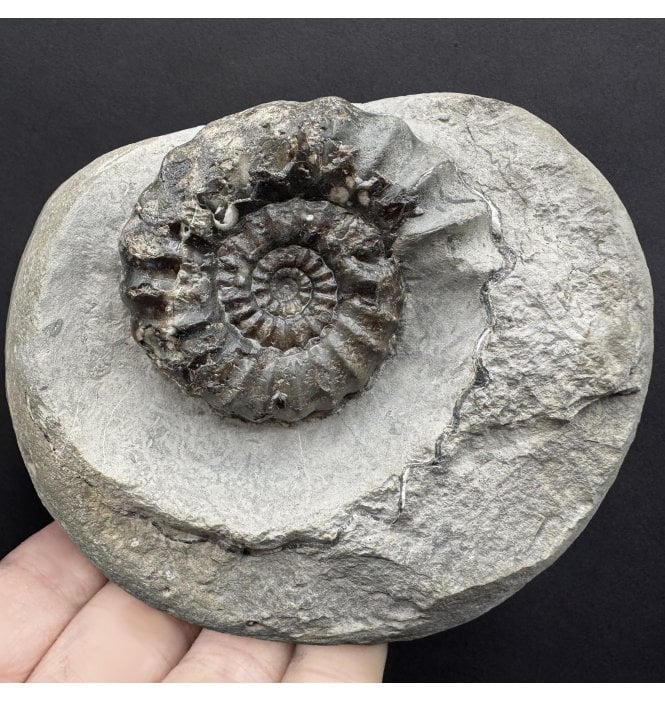 Lower Jurassic, Lower Lias Ammonite from Robin Hood’s Bay, North Yorkshire, England (SKU A4317):- Androgynoceras maculatum