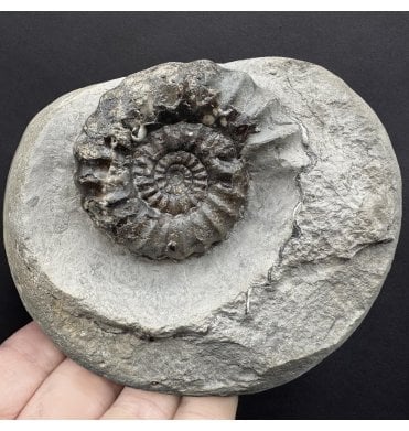Lower Jurassic, Lower Lias Ammonite from Robin Hood’s Bay, North Yorkshire, England (SKU A4317):- Androgynoceras maculatum