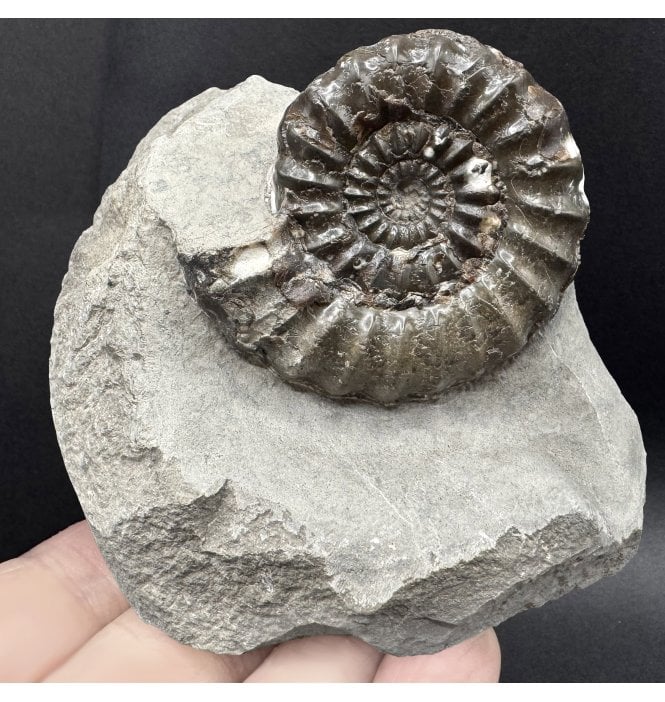 Lower Jurassic, Lower Lias Ammonite from Robin Hood’s Bay, North Yorkshire, England (SKU A4318):- Androgynoceras maculatum
