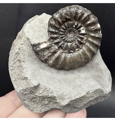 Lower Jurassic, Lower Lias Ammonite from Robin Hood’s Bay, North Yorkshire, England (SKU A4318):- Androgynoceras maculatum