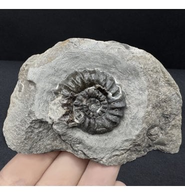 Lower Jurassic, Lower Lias Ammonite from Robin Hood’s Bay, North Yorkshire, England (SKU A4473):- Androgynoceras maculatum