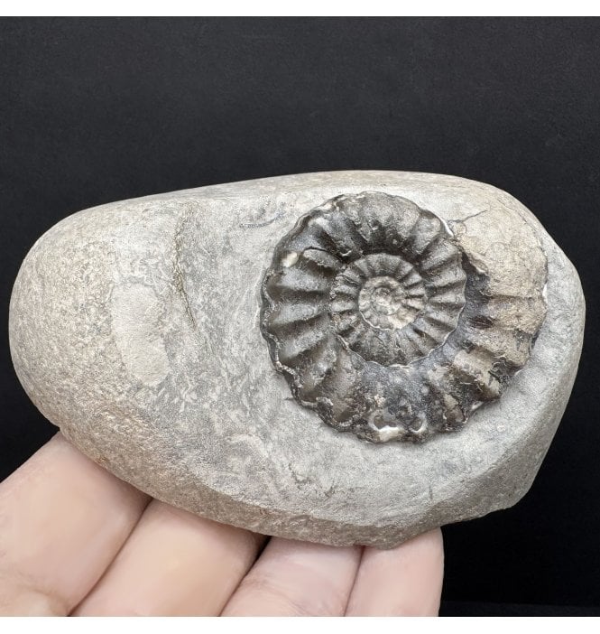 Lower Jurassic, Lower Lias Ammonite from Robin Hood’s Bay, North Yorkshire, England (SKU A4474):- Androgynoceras maculatum