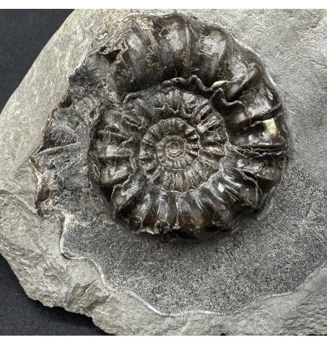 Lower Jurassic, Lower Lias Ammonite from Robin Hood’s Bay, North Yorkshire, England (SKU A4475):- Androgynoceras maculatum
