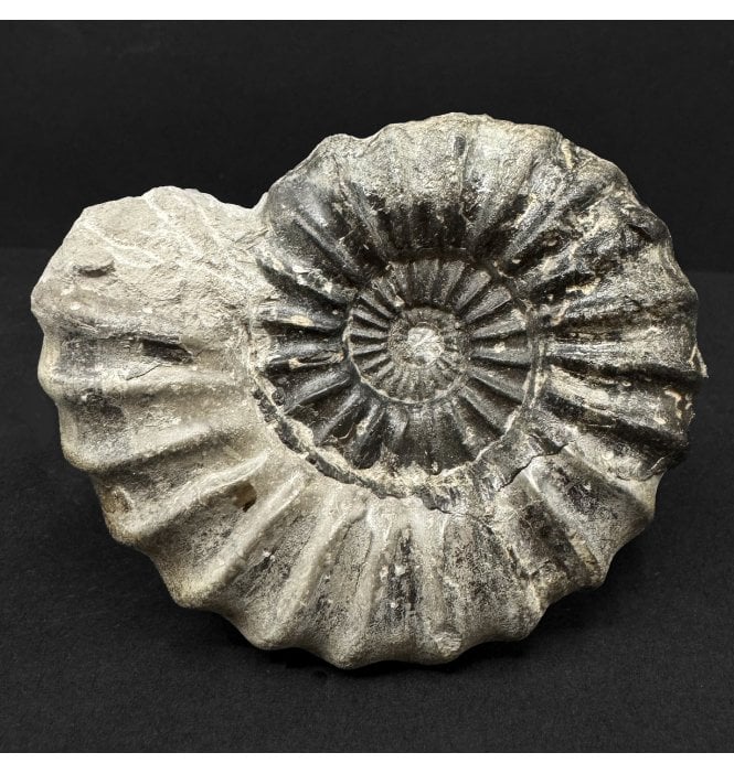 Lower Jurassic, Lower Lias Ammonite from Robin Hood’s Bay, North Yorkshire, England (SKU A4881):- Aegasteroceras sagitarrium
