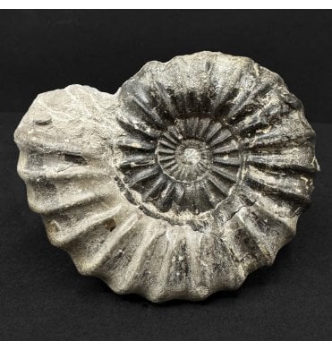 Lower Jurassic, Lower Lias Ammonite from Robin Hood’s Bay, North Yorkshire, England (SKU A4881):- Aegasteroceras sagitarrium
