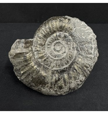 Lower Jurassic, Lower Lias Ammonite from Robin Hood’s Bay, North Yorkshire, England (SKU A4930):- Hyperderoceras nativum