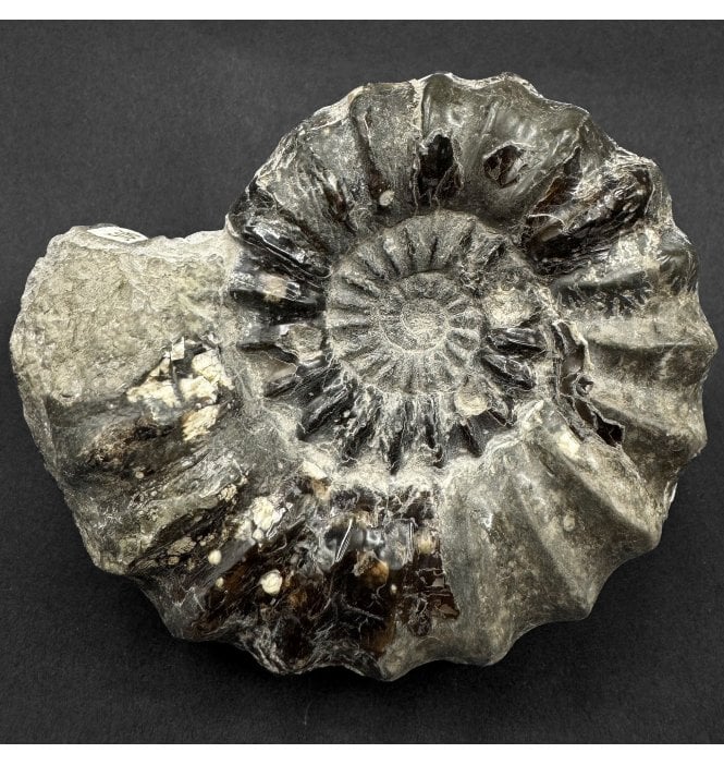 Lower Jurassic, Lower Lias Ammonite from Robin Hood’s Bay, North Yorkshire, England (SKU A5041):- Androgynoceras heterogenes