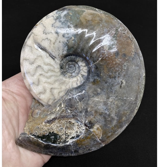 Lower Jurassic, Lower Lias Ammonite from Scunthorpe, England (SKU A2432):- Eparietites denotatus