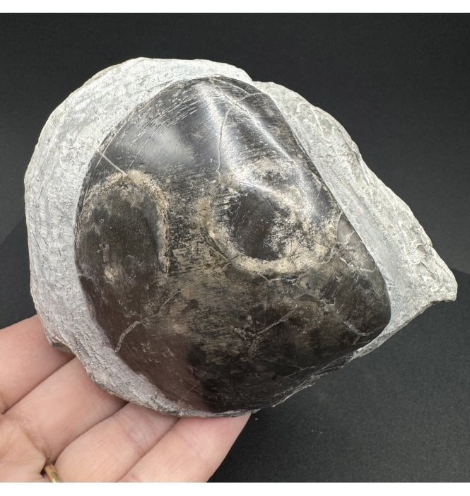 Lower Jurassic, Lower Lias Bivalve from Monmouth Beach, Lyme Regis, Dorset, England (SKU OF3550):- Plagiostoma cf. giganteum