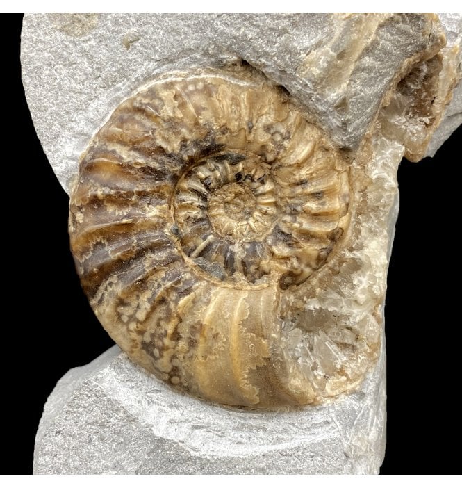 Lower Jurassic, Lower Lias Calcite Ammonite from Charmouth, Dorset, England (SKU A2773):- Asteroceras obtusum