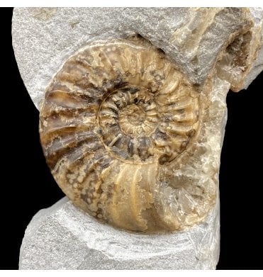 Lower Jurassic, Lower Lias Calcite Ammonite from Charmouth, Dorset, England (SKU A2773):- Asteroceras obtusum