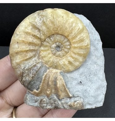 Lower Jurassic, Lower Lias Calcite Ammonite from Charmouth, Dorset, England (SKU A4167):- Asteroceras obtusum