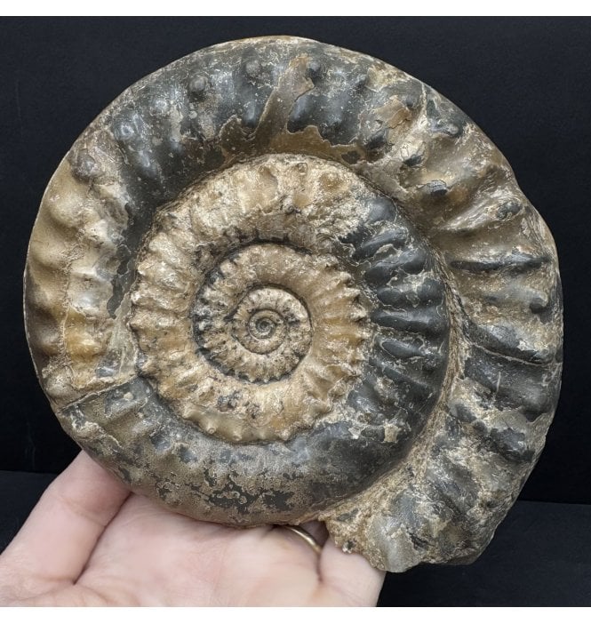 Lower Jurassic, Lower Lias Calcite Ammonite from Charmouth, Dorset, England (SKU A4800):- Microderoceras birchi