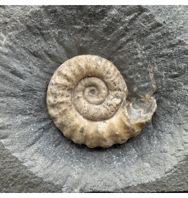 Lower Jurassic, Lower Lias Calcite Ammonite from Charmouth, Dorset, England (SKU A4862):- Microderoceras birchi