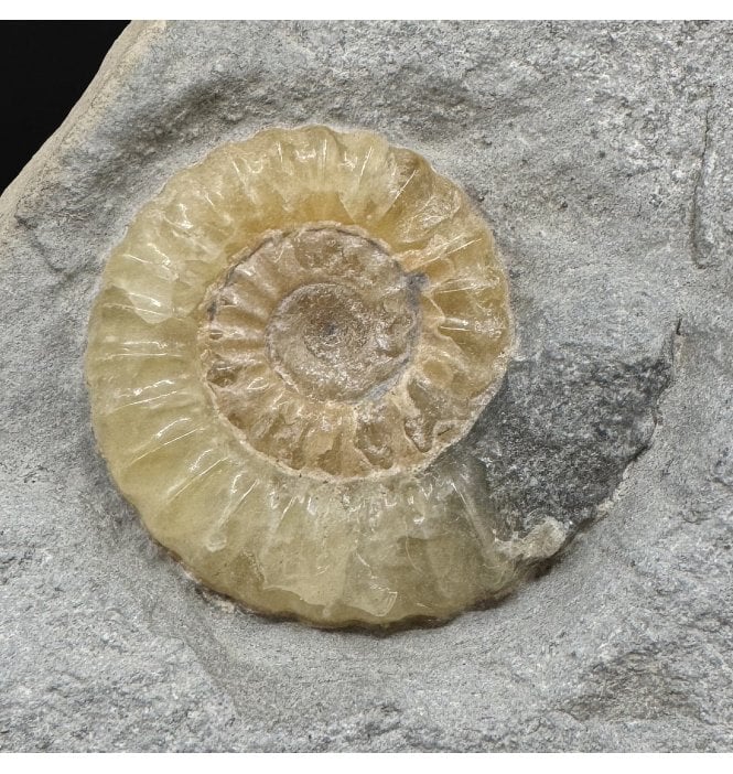 Lower Jurassic, Lower Lias Calcite Ammonite from Charmouth, Dorset, England (SKU A4893):- Promicroceras planicosta