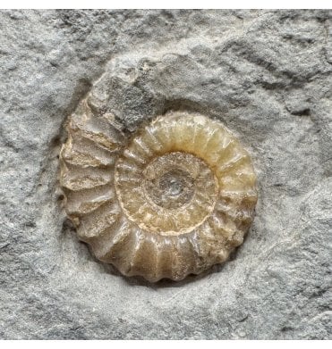 Lower Jurassic, Lower Lias Calcite Ammonite from Charmouth, Dorset, England (SKU A4934):- Promicroceras planicosta
