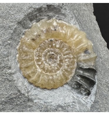 Lower Jurassic, Lower Lias Calcite Ammonite from Charmouth, Dorset, England (SKU A4935):- Promicroceras planicosta