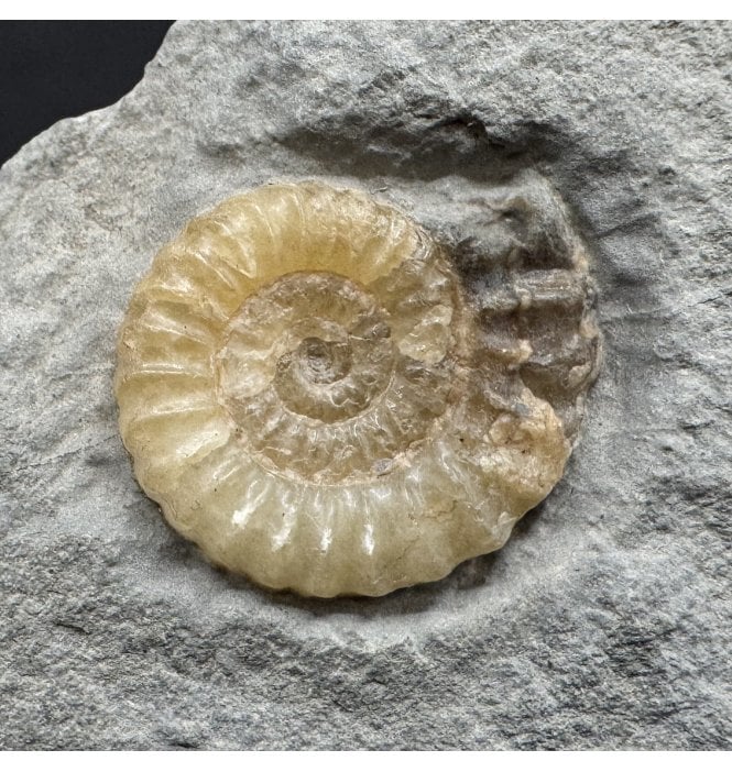 Lower Jurassic, Lower Lias Calcite Ammonite from Charmouth, Dorset, England (SKU A4990):- Promicroceras planicosta