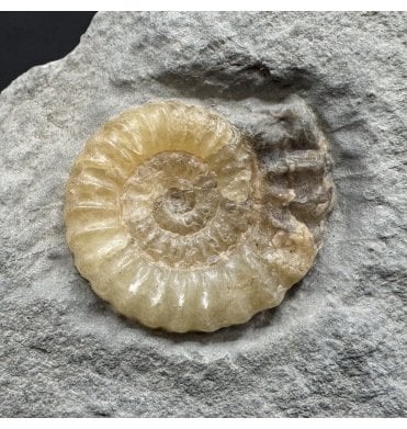 Lower Jurassic, Lower Lias Calcite Ammonite from Charmouth, Dorset, England (SKU A4990):- Promicroceras planicosta