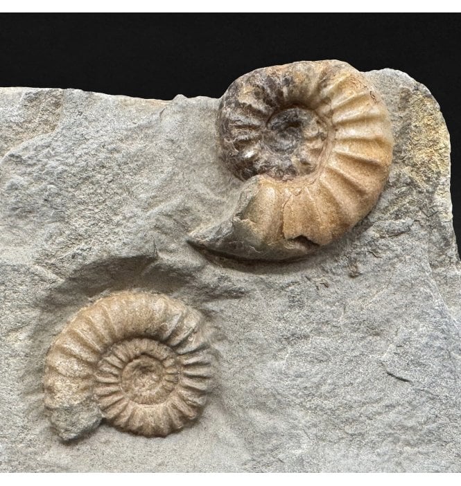 Lower Jurassic, Lower Lias Calcite Ammonite from Charmouth, Dorset, England (SKU A4992):- Promicroceras planicosta and Asteroceras obtusum