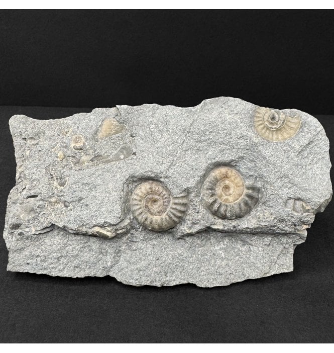 Lower Jurassic, Lower Lias Calcite Ammonite from Charmouth, Dorset, England (SKU A5056):- Promicroceras planicosta