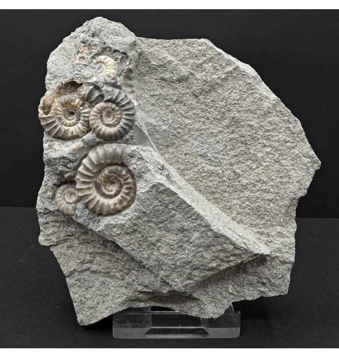 Lower Jurassic, Lower Lias Calcite Ammonite from Lyme Regis, Dorset, England (SKU A4797):- Promicroceras planicosta