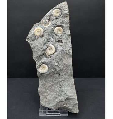 Lower Jurassic, Lower Lias Calcite Ammonite from Lyme Regis, Dorset, England (SKU A4799):- Promicroceras planicosta