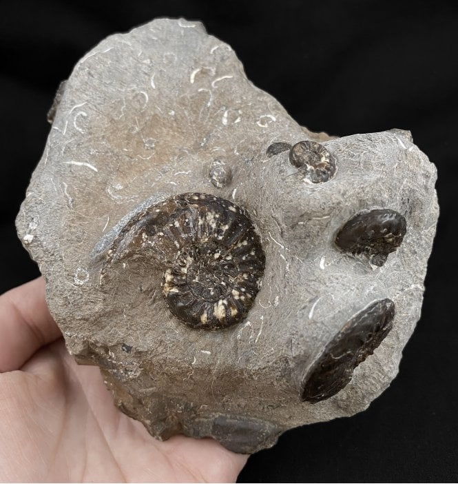 Lower Jurassic, Middle Lias Ammonite Cluster from Whitby, North Yorkshire, England (SKU A1961):- Amaltheus subnodosus