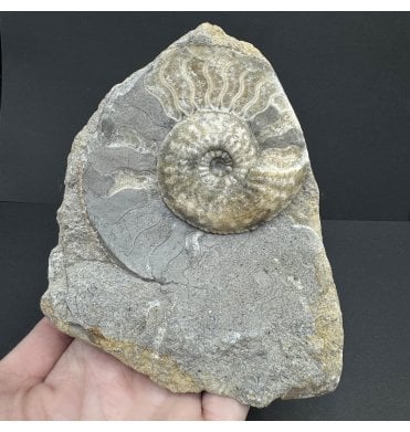 Lower Jurassic, Middle Lias Ammonite from Eype, Bridport, Dorset, England (SKU A3944):- Amaltheus margaritatus