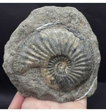 Lower Jurassic, Middle Lias Ammonite from Eype, Bridport, Dorset, England (SKU A4418):- Amaltheus margaritatus
