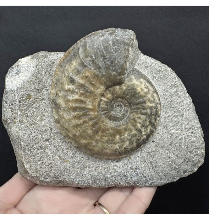 Lower Jurassic, Middle Lias Ammonite from Eype, Bridport, Dorset, England (SKU A4419):- Amaltheus margaritatus