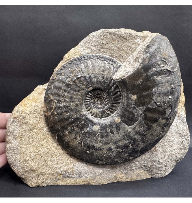 Lower Jurassic, Middle Lias Ammonite from Eype, Bridport, Dorset, England (SKU A4421):- Amaltheus margaritatus
