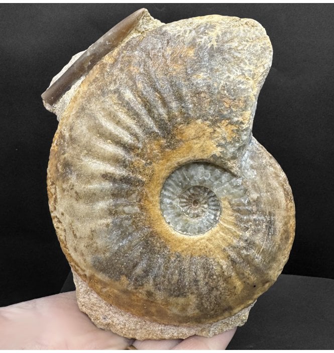Lower Jurassic, Middle Lias Ammonite from Eype, Bridport, Dorset, England (SKU A4423):- Amaltheus margaritatus