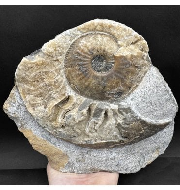 Lower Jurassic, Middle Lias Ammonite from Eype, Bridport, Dorset, England (SKU A4433):- Amaltheus margaritatus