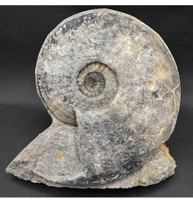 Lower Jurassic, Middle Lias Ammonite from Eype, Bridport, Dorset, England (SKU A4583):- Amaltheus margaritatus