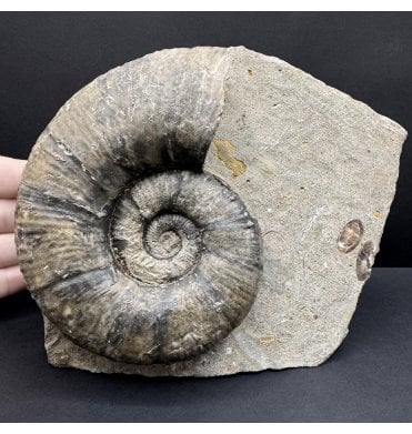 Lower Jurassic, Middle Lias, Ammonite from Eype, Bridport, Dorset, England (SKU A4656) AW48:- Lytoceras furcicrenatum