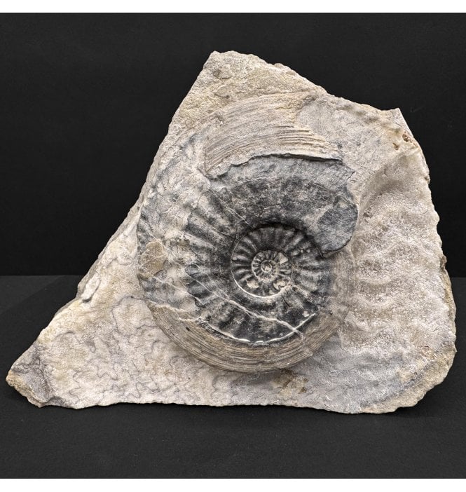 Lower Jurassic, Middle Lias Ammonite from Eype, Bridport, Dorset, England (SKU A4807):- Amaltheus margaritatus