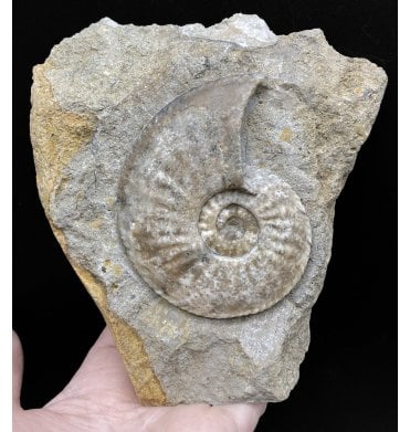 Lower Jurassic, Middle Lias Ammonite from Eype, Dorset, England (SKU A2872):- Amaltheus margaritatus